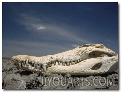 An Orinoco Crocodile Skull Bleached White Sits on a Rocky Shore