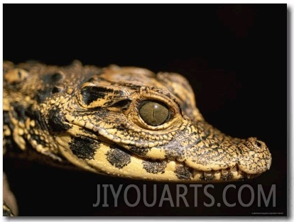 Close View of a A Baby West African Dwarf Crocodile