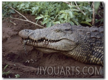 Close View of a Crocodile