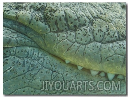 Close Up of a Saltwater Estuarine Crocodile