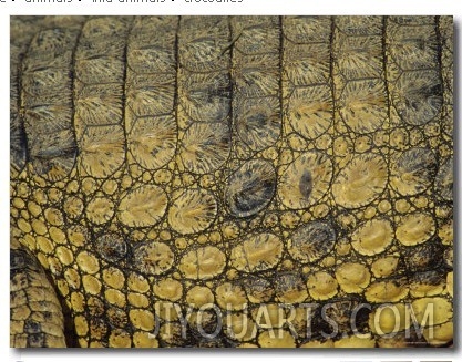 Close Up of the Patterns on Crocodile, South Africa