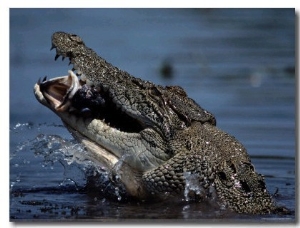 Crocodile Eating a Giant Perch
