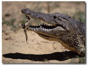 Nile Crocodile Holding Newly Hatched Young in Mouth, Kenya