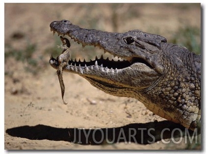 Nile Crocodile Holding Newly Hatched Young in Mouth, Kenya