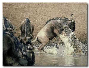 Nile Crocodile, Attacks Wildebeest, Serengeti, Tz