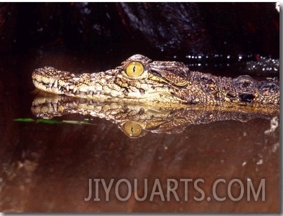 Nile Crocodile, Native to Africa
