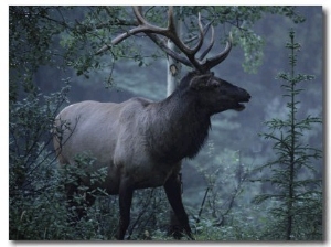Adult Bull Elk with Antlers in a Woodland Landscape