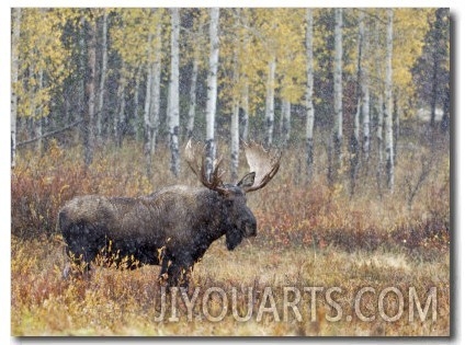 Bull Moose in Snowstorm with Aspen Trees in Background, Grand Teton National Park, Wyoming, USA