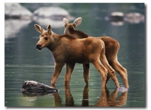 Moose Twins Stand in the Shallow Water of a Pond