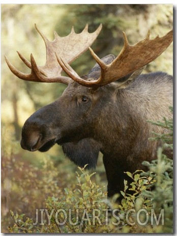 Portrait of a Moose in Denali National Park