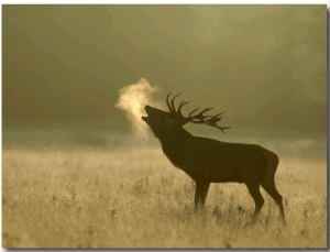 Red Deer, Stag Roaring, UK
