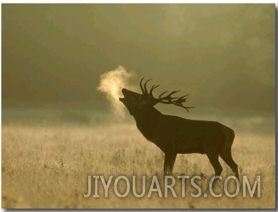 Red Deer, Stag Roaring, UK