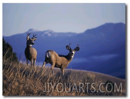 Two Mule Deer Bucks Stand on a Grassy Slope