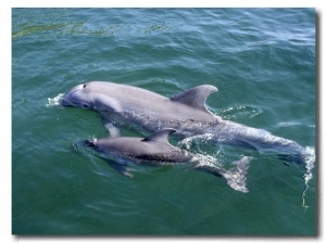 Bottlenose Dolphins Adult and Young, Honduras