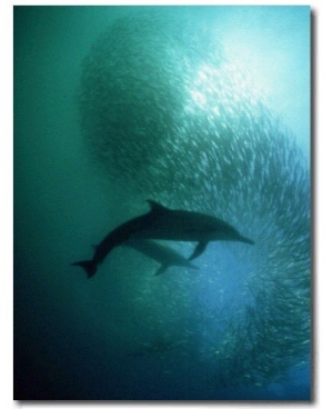 Common Dolphin, Hunting, South Africa