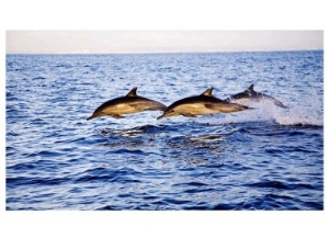 Common Dolphins, San Diego, USA
