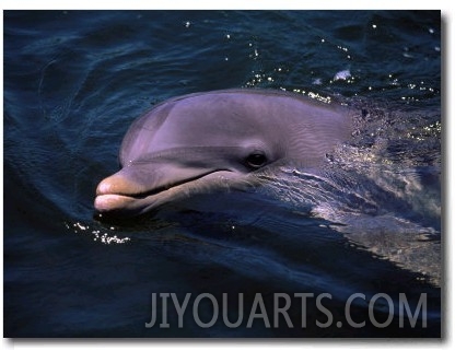 Dolphin, Keys, FL