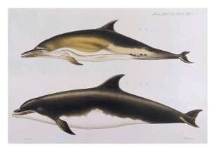 Two Varieties of Dolphin