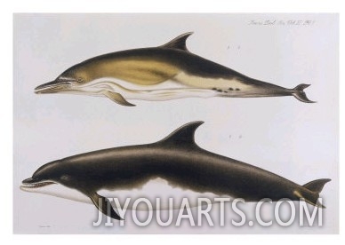 Two Varieties of Dolphin