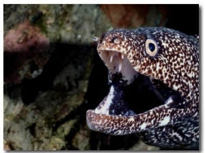 A Close View the Gaping Jaws of a Spotted Moray Eel