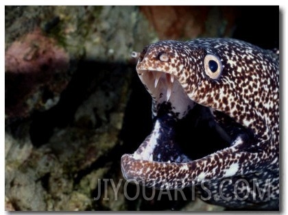 A Close View the Gaping Jaws of a Spotted Moray Eel