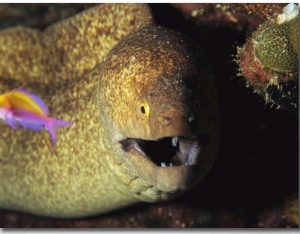 A Moray Eel Eyes a Small Fish