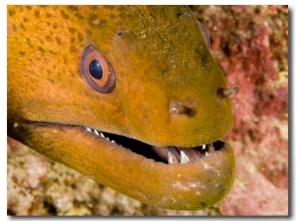 Closeup of a Giant Moray Eel, French Polynesia