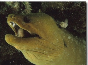 Close Up of a Green Moray Eel