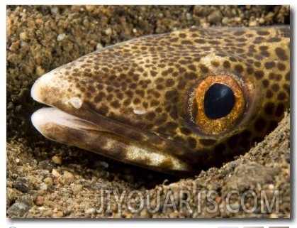 Closeup of a Snake Eel, Bali, Indonesia