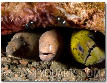 Three Species of Moray Eel All Sharing the Same Hole, Bali, Indonesia