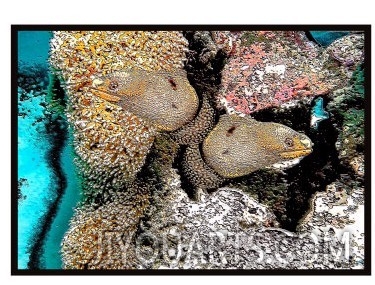 Yellow spotted Morays