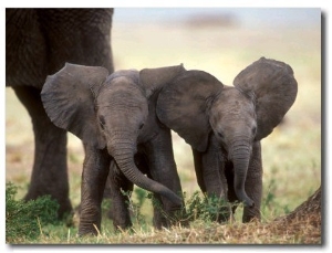 African Elephant Babies with Large Ears, Masai Mara, Kenya