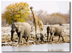 African Elephants and Giraffe at Watering Hole, Namibia