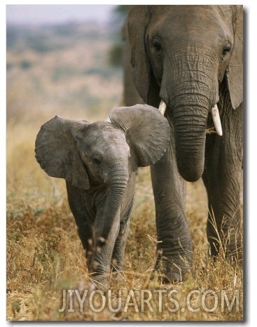 An African Elephant Walks with it Young