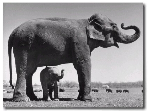 Butch, Baby Female Indian Elephant in the Dailey Circus, Standing Beneath Full Size Elephant