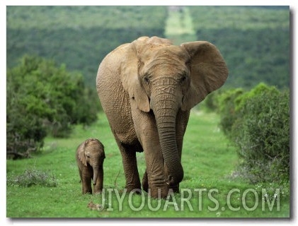 Mother and Calf, African Elephant (Loxodonta Africana), Addo National Park, South Africa, Africa