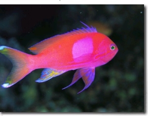 A Colorful Squarespot Anthias Fish, Pseudanthias Pleurotaenia