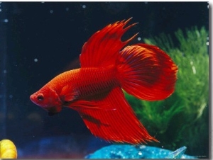 A Red Siamese Fighting Fish in an Aquarium