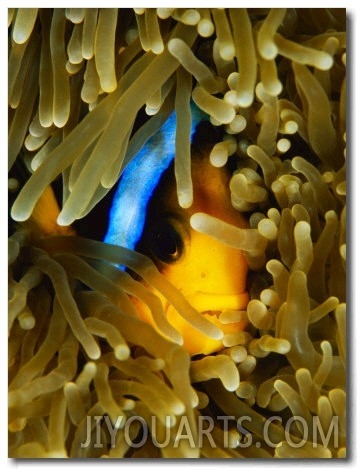 An Orange Fin Anemonefish Nestled in the Tentacles of a Sea Anemone