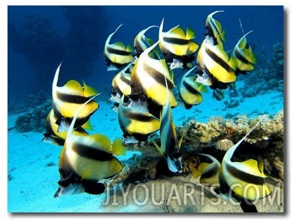 Banner Fish, St. Johns Reef, Red Sea
