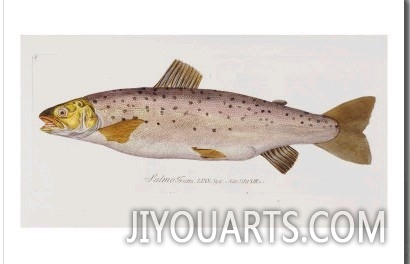 Hand Colored Enraving of a Salmon, 1785 1794
