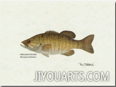Smallmouth Bass Fish