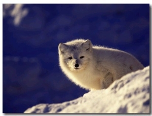 Arctic Fox, Winter Pelage, Alopex Lagopus