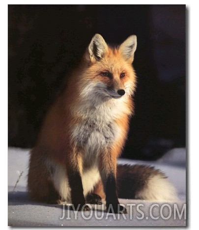 Fox and Winter Coat