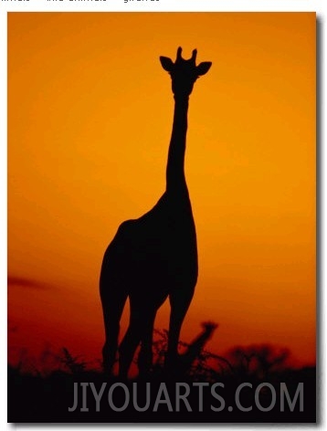 A Giraffe at Sunset in Chobe National Park