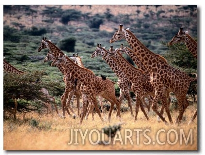 A Herd of Masai Giraffes on the African Plains