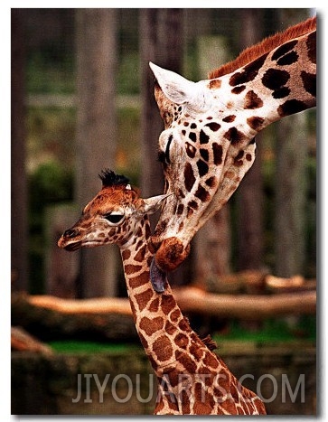 Baby Giraffe Being Licked by Mother, Edinburgh Zoo, January 1998
