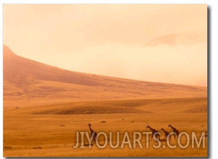Desert Giraffes in the Mist, Namibia