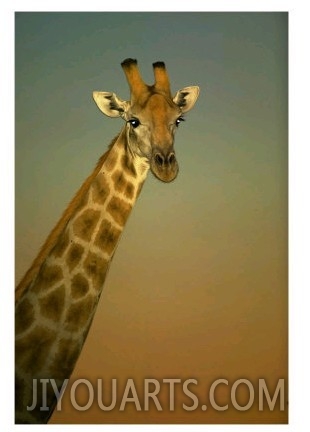 Giraffe at Twilight, Tuli Game Reserve, Botswana