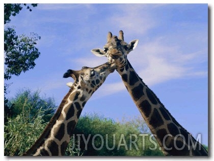 Giraffes Nuzzle One Another